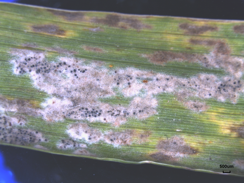 보리 흰가루병 잎에 형성된 자낭각