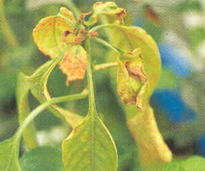 상위 잎 위축 및 갈변