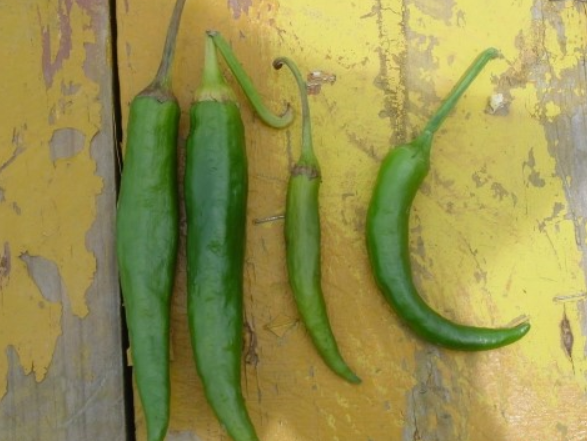 열매 꼭지 및 표면 갈변 증상