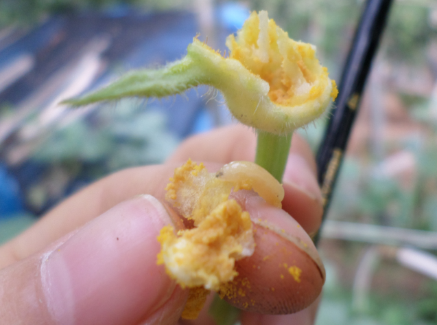 유충 및 피해증상