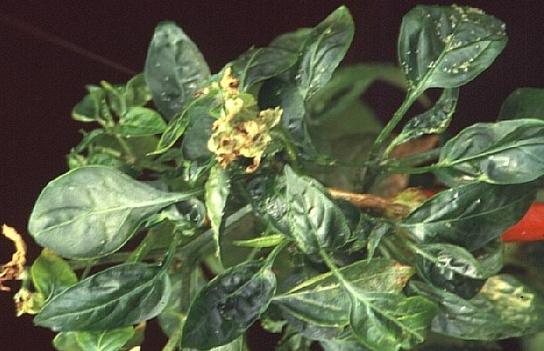 상위 잎 위축 및 갈변