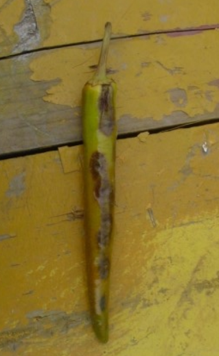 열매 꼭지 및 표면 갈변 증상