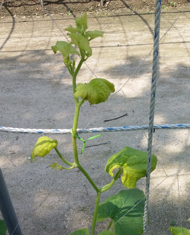 신초 황화 증상