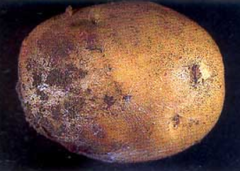 감자 흰비단병 괴경 증상 2