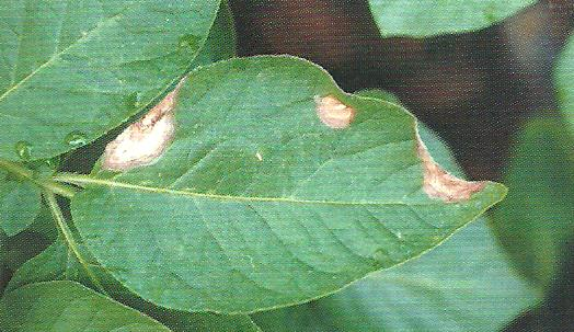 감자 잿빛곰팡이병 초기 잎 증상