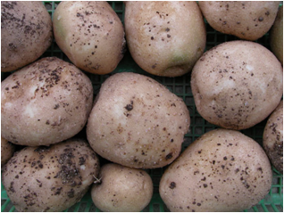 감자 흑지병 괴경 증상 2