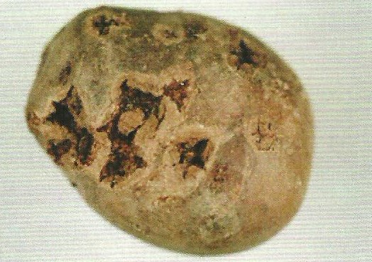 감자 가루더뎅이병 괴경 후기 증상