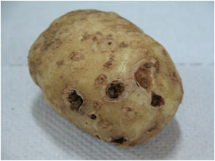 감자 더뎅이병 함몰형 증상