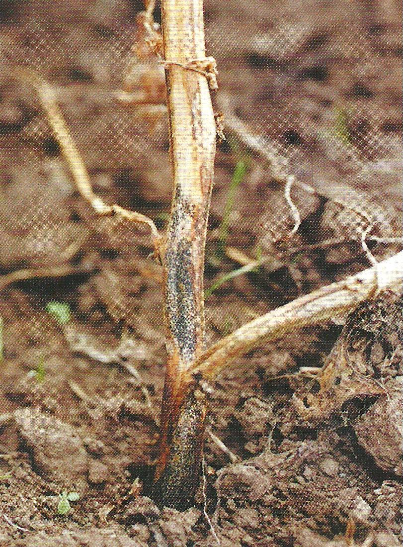 감자 탄저병 줄기 증상