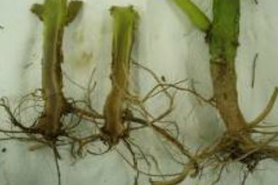 감자 시들음병 지하부 증상