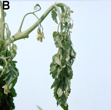 감자 풋마름병 지상부 병징 2