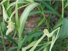 조 줄무늬잎마름병 기형 이삭