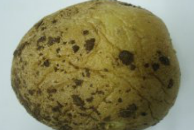 감자 흑지병 괴경 증상