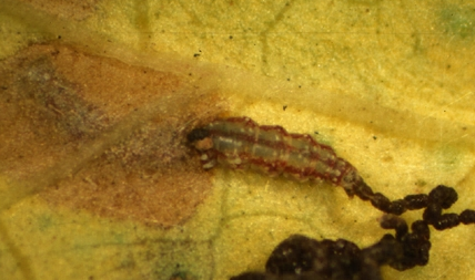 메꽃굴나방 배설물 배출