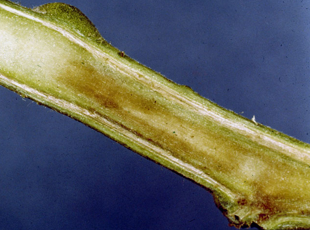 감자 풋마름병 줄기 내부 증상