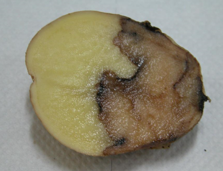 감자 줄기검은병 괴경 내부 증상 2