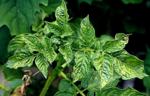 감자 위축모자이크 증상