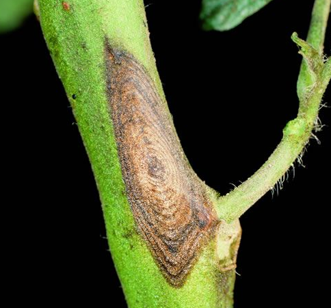 감자 겹둥근무늬병 줄기 증상