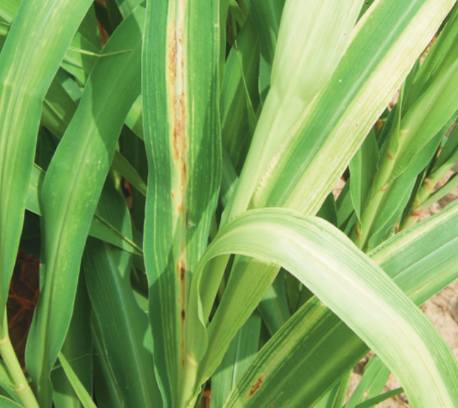 조 줄무늬잎마름병 잎 병징 3