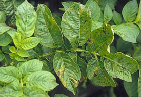 감자 괴저모자이크 증상