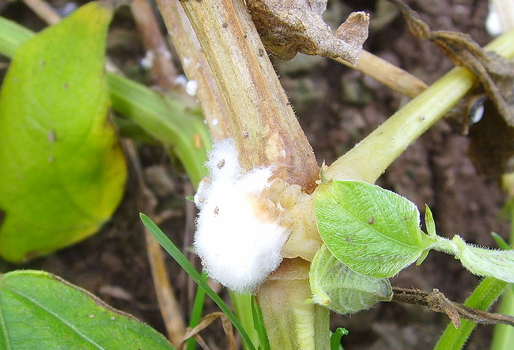 감자 균핵병 줄기 증상