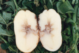 감자 줄기검은병 괴경 내부 증상