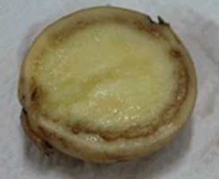 감자 풋마름병 괴경 내부 증상