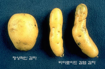 감자 걀쭉병 괴경 증상