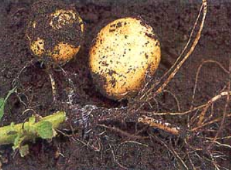 감자 흰비단병 괴경 증상