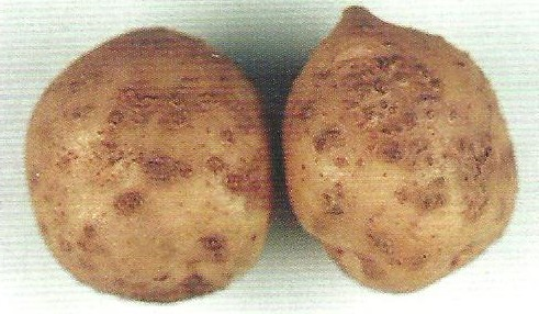 감자 가루더뎅이병 괴경 초기 증상