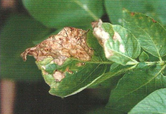 감자 잿빛곰팡이병 후기 잎 증상