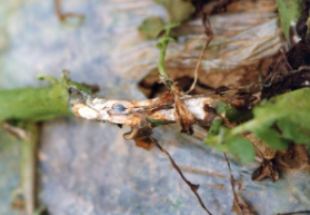 감자 균핵병 줄기 증상 2