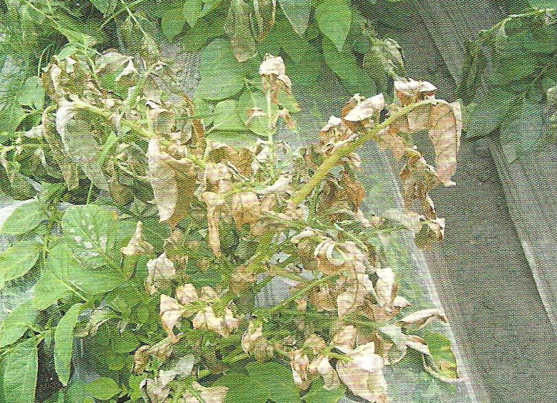 감자 둘레썩음병 식물체 증상