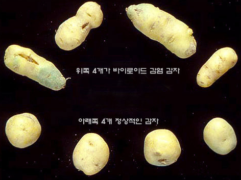 감자 걀쭉병 괴경 증상 3