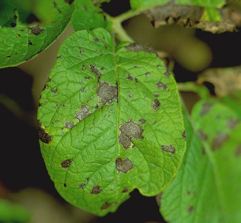 감자 겹둥근무늬병 잎 증상2