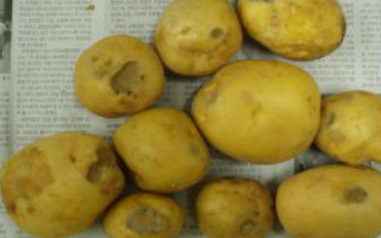 감자 겹둥근무늬병 괴경 증상