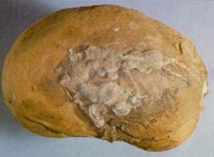 감자 잿빛곰팡이병 괴경 증상