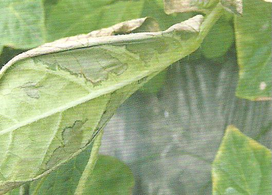 감자 둘레썩음병 잎 뒷면 증상