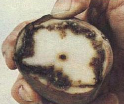 감자 둘레썩음병 괴경 내부 증상