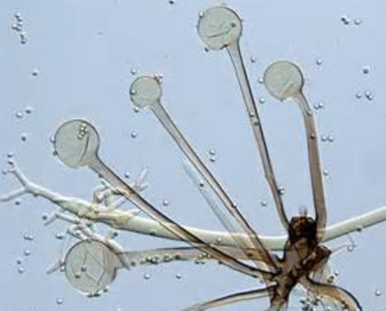 고구마 무름병 병원균 포자