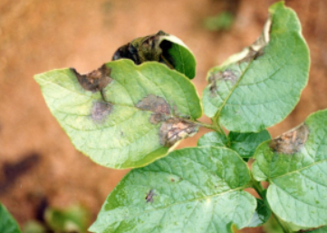 감자 역병 잎 증상