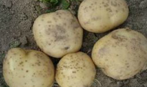 감자 가루더뎅이병 괴경 초기 증상