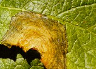 감자 잿빛곰팡이병 잎 가장자리 증상