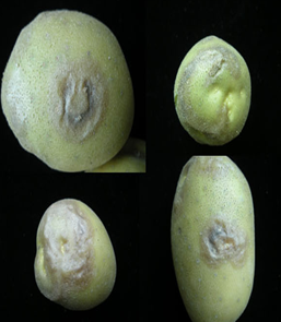 PVY에 의한 저장 중 괴저 증상