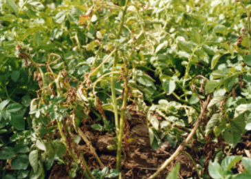 감자 시들음병 지상부 증상