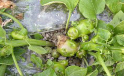 감자 흑지병 덩이줄기 증상