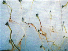 감자 줄기기부썩음병 뿌리 증상