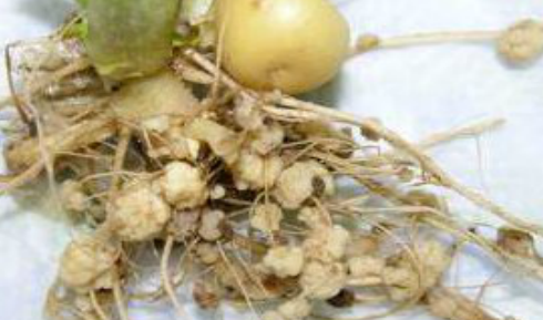 감자 가루더뎅이병 뿌리 증상