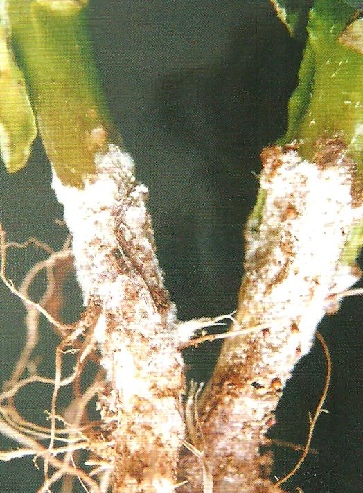 감자 흰비단병 지제부 증상