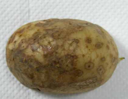 감자 무름병 괴경 증상 2